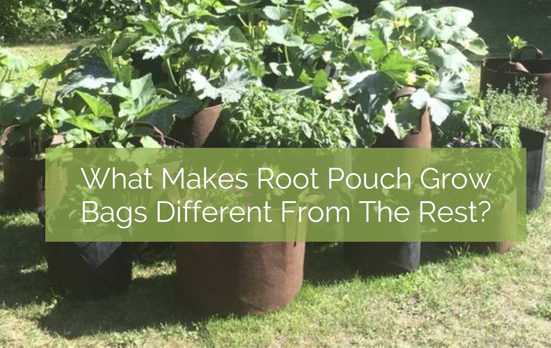 What makes Root Pouch grow bags different from the rest? – Up On The Rooftop
