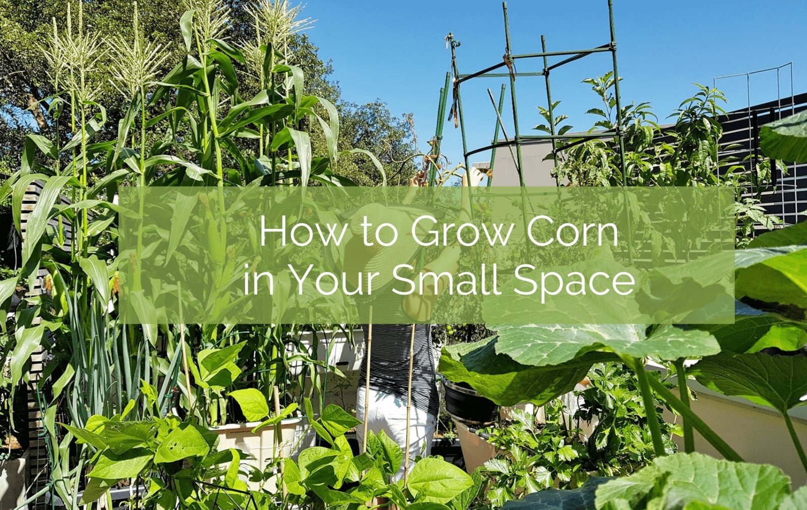 How To Grow Corn in a Tiny Garden: Ultimate Guide