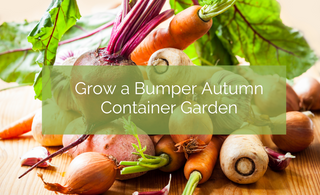 Grow a Bumper Autumn Small Space Garden
