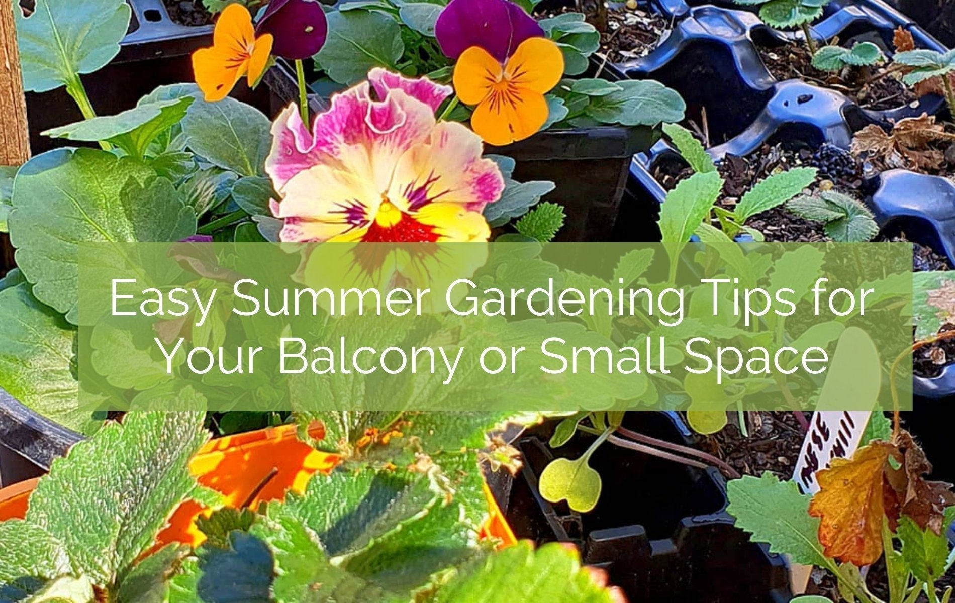 Easy Summer Gardening Tips for Your Small Space Garden – Up On The Rooftop