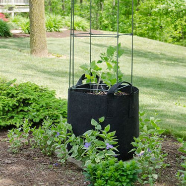 Grow Sweet Peas With Ease