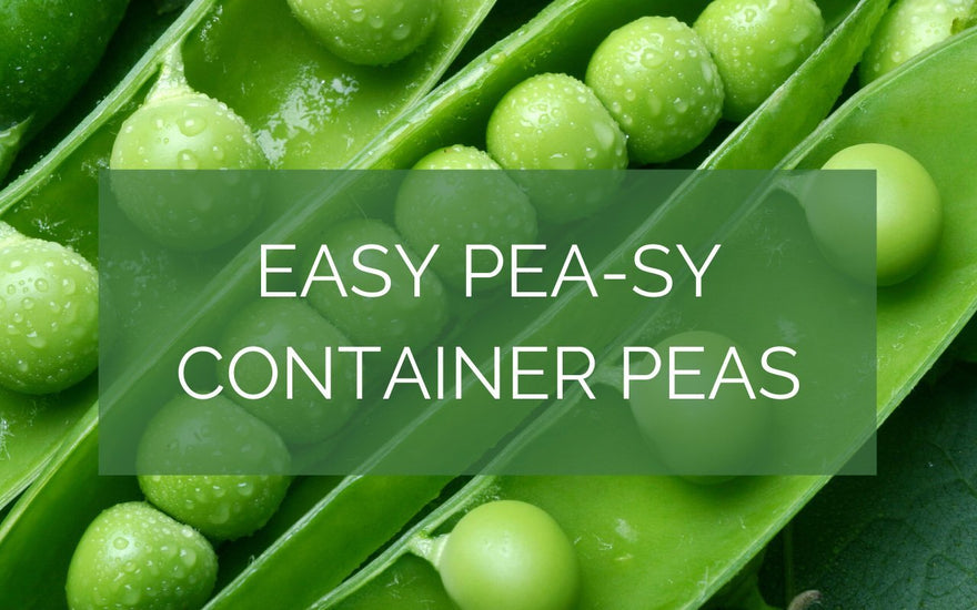 Container Peas