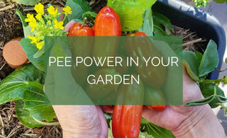Using Pee in your garden