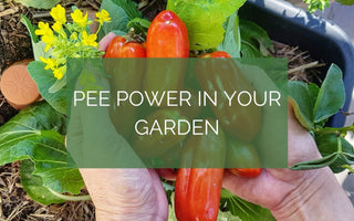 Using Pee in your garden