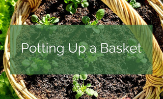 Potting Up A Garden Basket