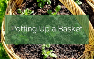 Potting Up A Garden Basket