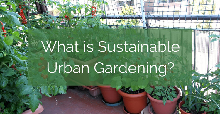 What is Sustainable Urban Gardening? – Up On The Rooftop