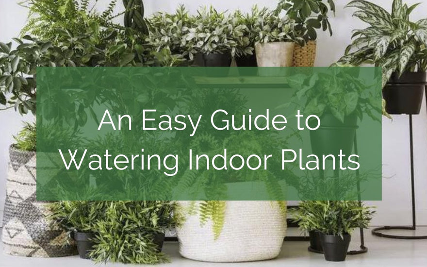 An Easy Guide to Watering Indoor Plants