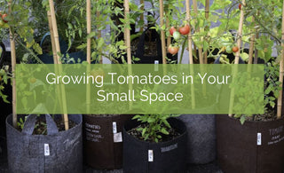 Growing Tomatoes In A Small Space