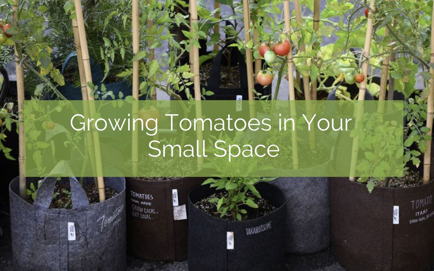 Growing Tomatoes In A Small Space
