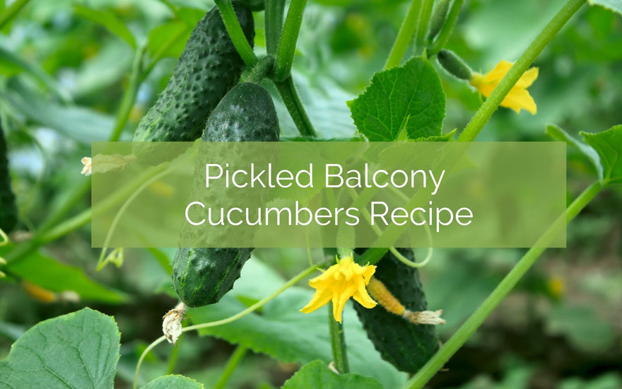 Pickled Balcony Cucumbers Recipe