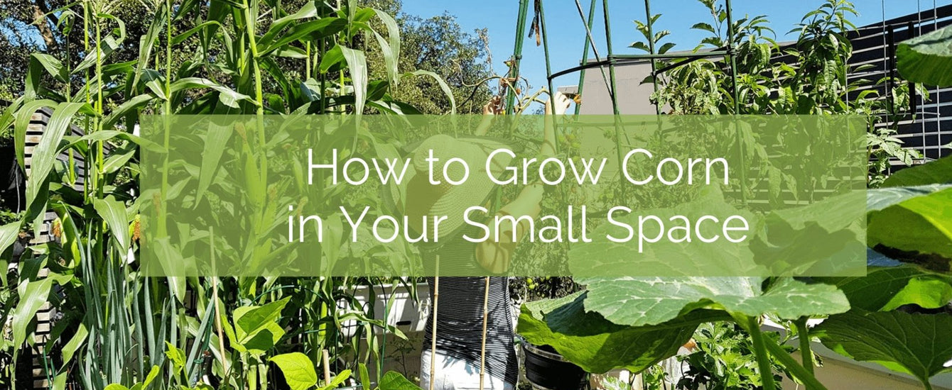 How To Grow Corn in a Small Space – Up On The Rooftop