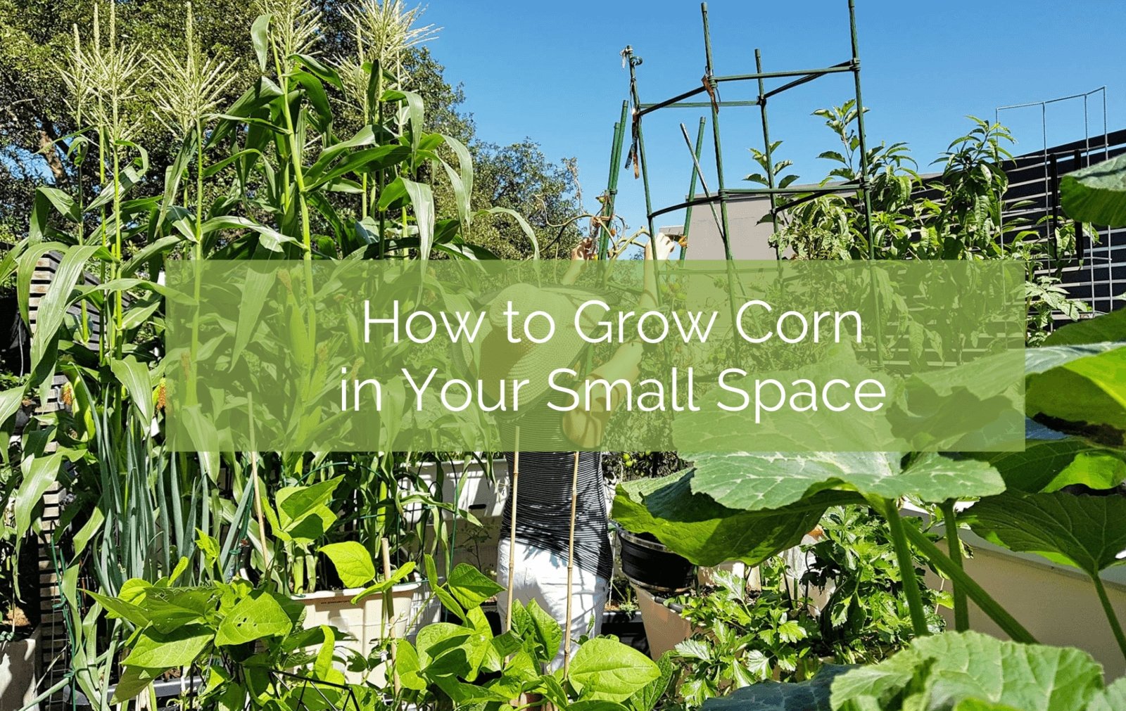 How to Grow Corn in Backyard Gardens In Pots Containers  Raised Beds  from Seed AlboPeppercom