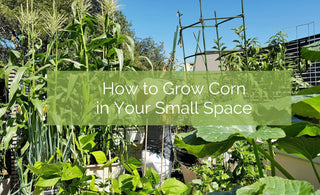How To Grow Corn In A Small Space