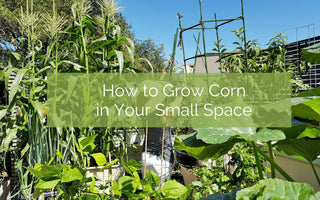 How To Grow Corn In A Small Space