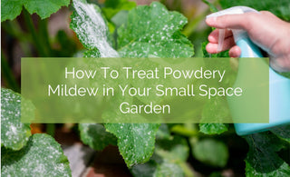How To Treat Powdery Mildew In Your Small Space Garden