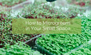 How To Grow Microgreens In Small Spaces
