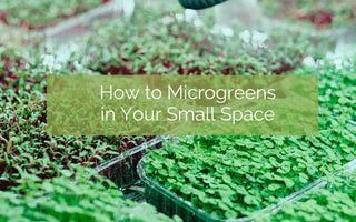 How To Grow Microgreens In Small Spaces