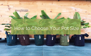 How to Choose The Right Sized Root Pouch Bag For Your Plant