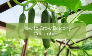 How to Grow Container Cucumbers