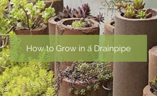 How to Grow  in PVC Drainpipes