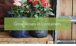 Grow Roses in grow bags & pots