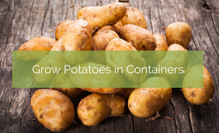 Grow Potatoes in Containers in Your Small Space