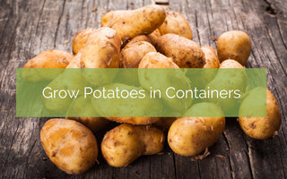 Grow Potatoes in Grow Bags in Your Small Space