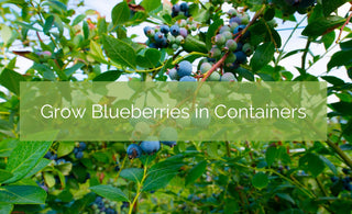 Grow Blueberries on Your Balcony