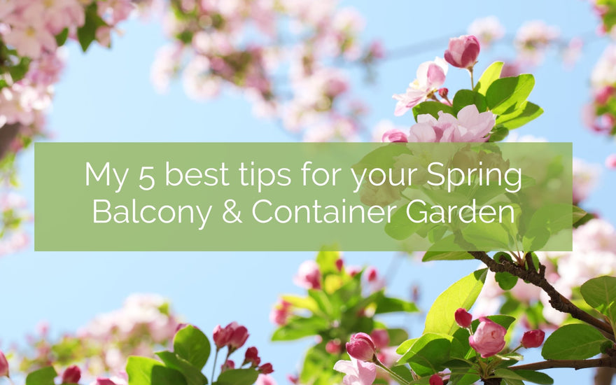 My 5 Best Tips For Your Spring Balcony & Container Garden