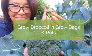 Grow Broccoli in Grow Bags & Pots