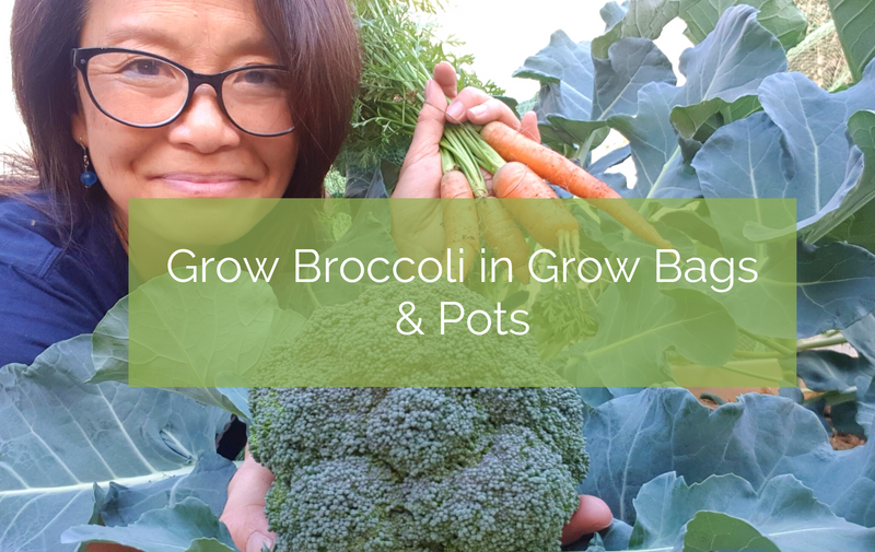 Grow Broccoli in Grow Bags & Pots Up On The Rooftop
