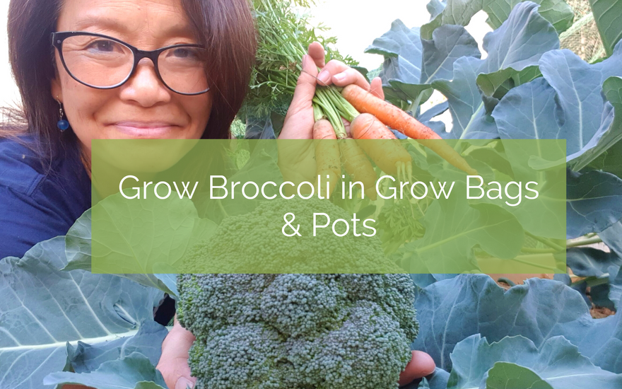 Grow Broccoli in Grow Bags & Pots