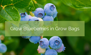 Grow Blueberries in Grow Bags