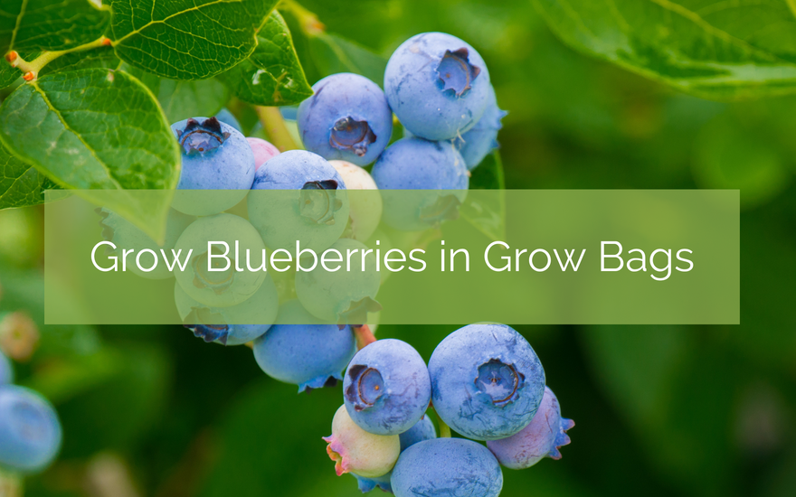 Grow Blueberries in Grow Bags