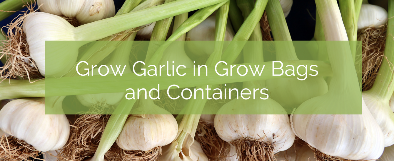 Grow Garlic in Grow Bags and Containers Up On The Rooftop