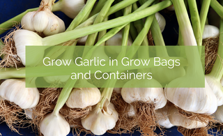 Grow Garlic in Grow Bags and Containers