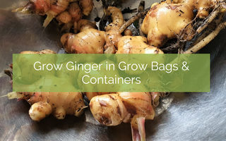 Grow Ginger in Grow Bags & Containers