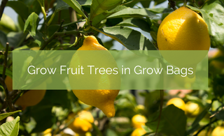 Grow Fruit Trees in Grow Bags