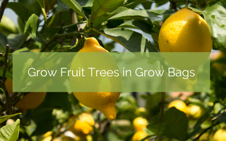 Grow Fruit Trees in Grow Bags