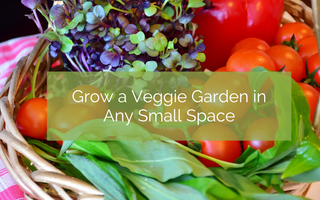 Grow A Vegetable Garden In Any Small Space