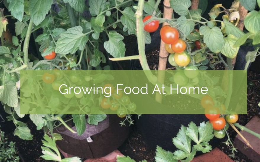 Grow Food At Home