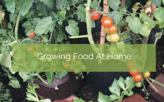 Grow Food At Home