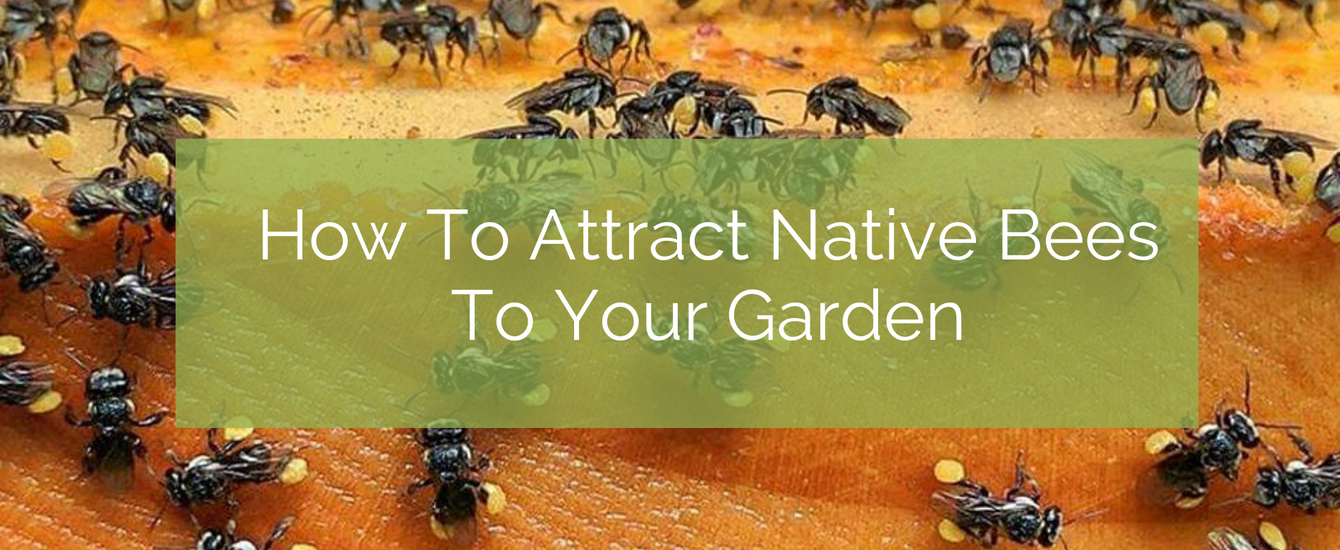 How To Attract Native Bees To Your Garden – Up On The Rooftop