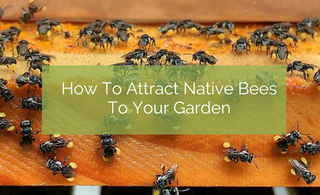 How To Attract Native Bees To Your Garden