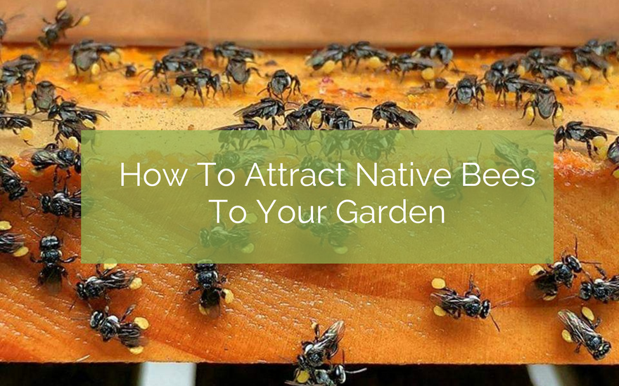 How To Attract Native Bees To Your Garden