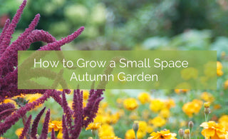 How to Grow an Autumn Small Space Garden