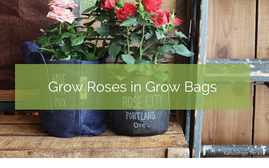 Grow Bare-Rooted Roses in Grow Bags