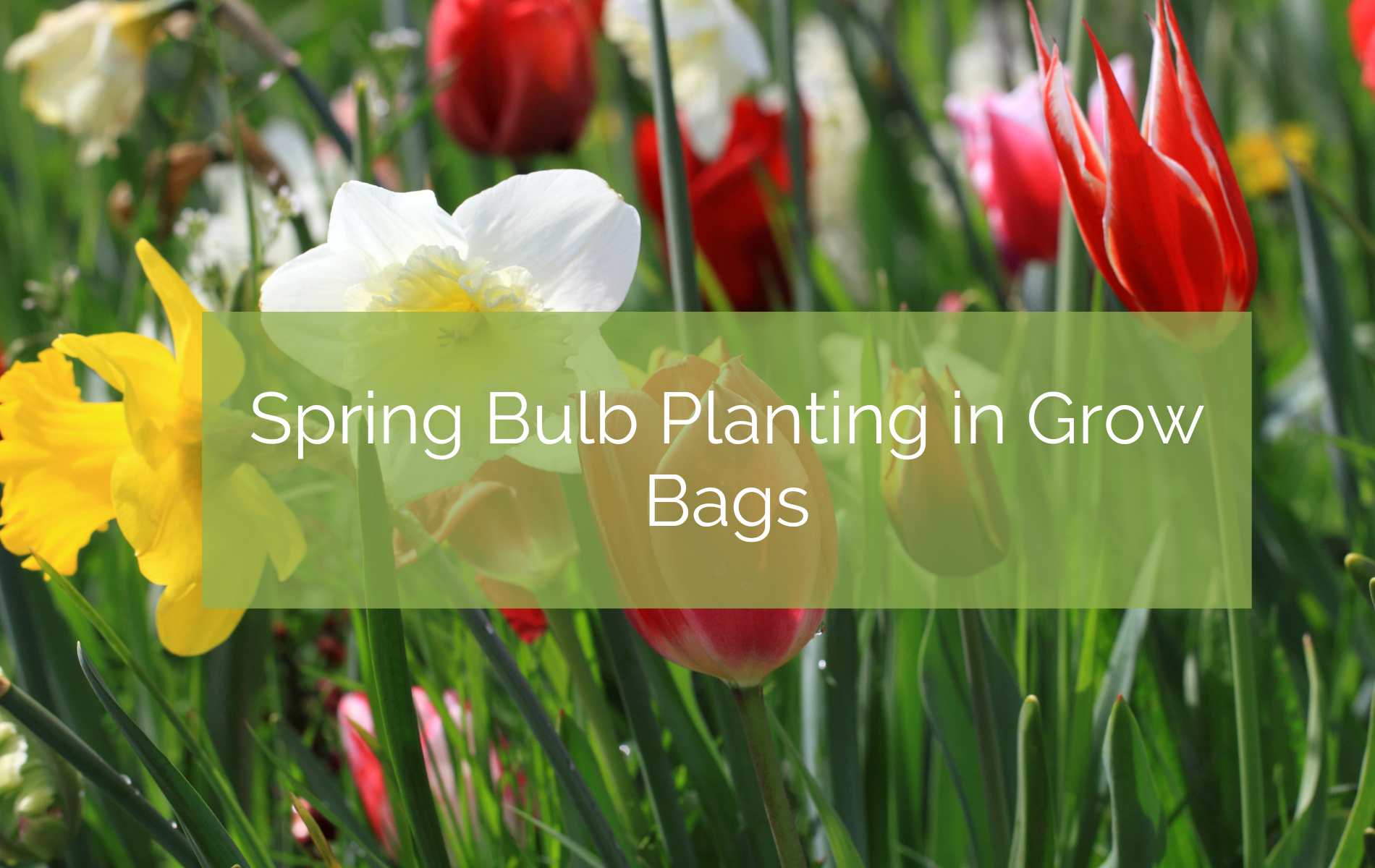 Relief Bulb Spring Spring Bulb Planting in Grow Bags – Up On The Rooftop
