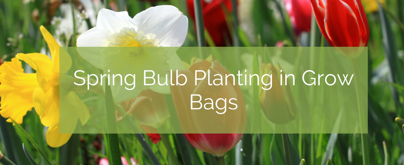 Spring Plpanting Spring Bulb Planting in Grow Bags – Up On The Rooftop